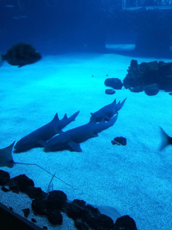 Canteras Aquarium Apartamento *